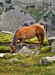 hest