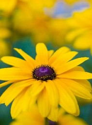 blomster