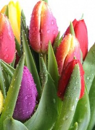 blomster