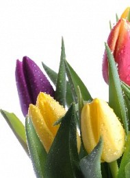 blomster - Bagside