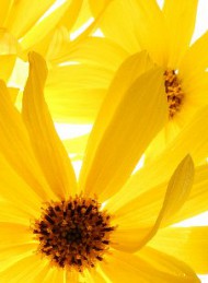 blomster
