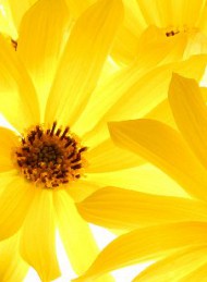 blomster - Bagside