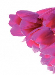 blomster - Bagside