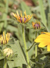 blomster - Bagside