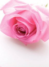 blomster
