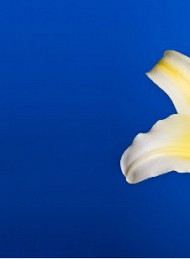 blomster - Bagside