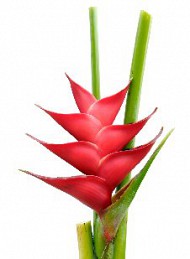 blomster