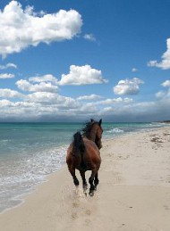 hest