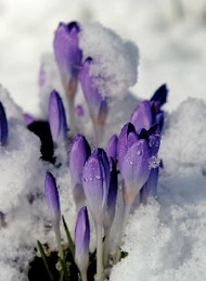 vinter