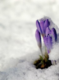 vinter - Bagside