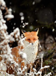 vinter