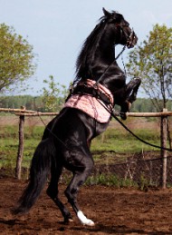 hest