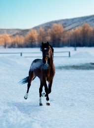 hest