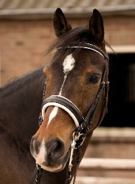 hest