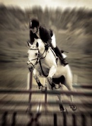 hest