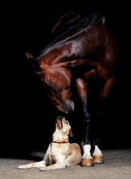 hest