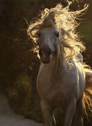 hest