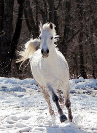 hest