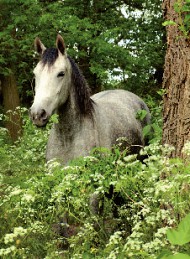 hest