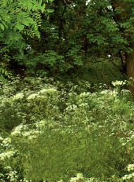 hest - Bagside