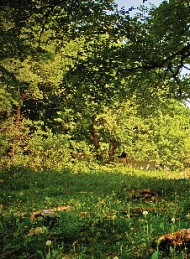 natur - Bagside