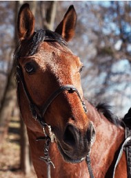 hest