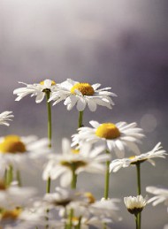 blomster