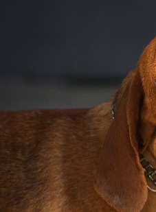 hund - Bagside