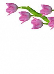 tulipan - Bagside