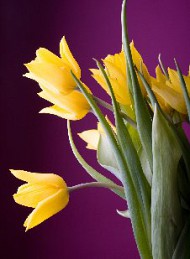 tulipan