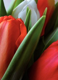 tulipan