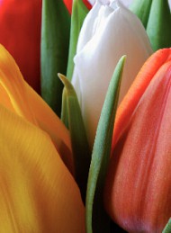 tulipan - Bagside