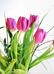 tulipan