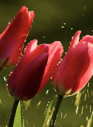 tulipan