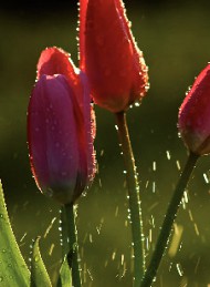tulipan - Bagside