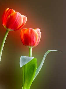 tulipan