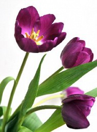 tulipan