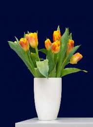 tulipan