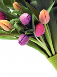 tulipan