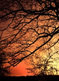 natur - Bagside