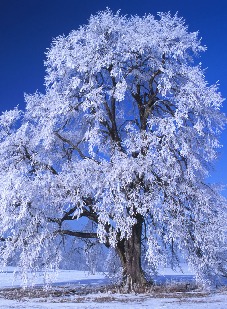 vinter