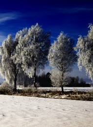 vinter