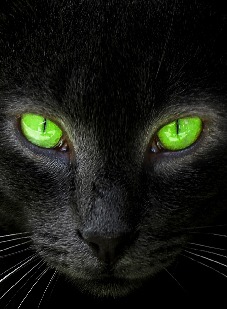 kat