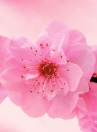 blomster