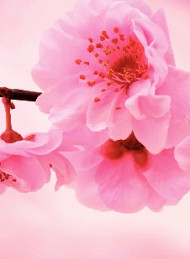 blomster - Bagside