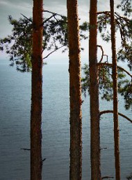 natur - Bagside