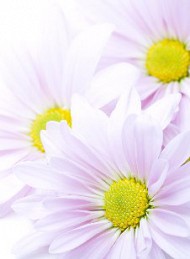 blomster