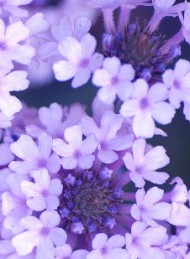 blomster