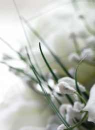 blomster - Bagside