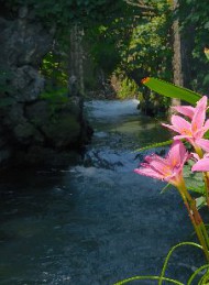 natur - Bagside